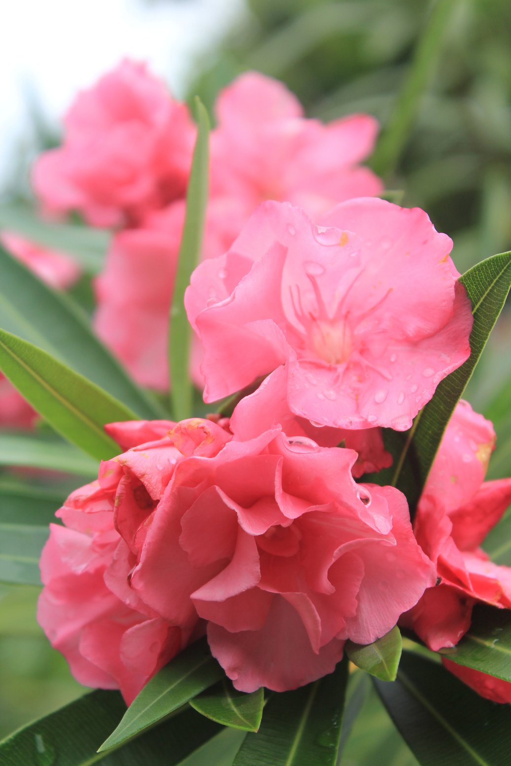 oleander flowers